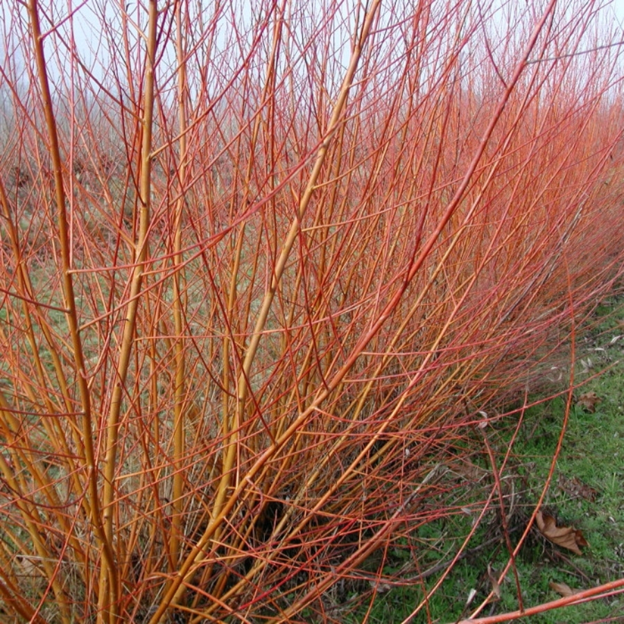 Ива прутовидная, С3 Ива прутовидная, С3 - Dolina-Sad.Ru