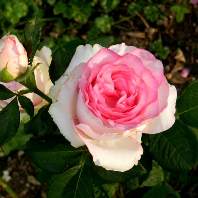 Роза Дольче Вита в горшке Роза Дольче Вита в горшке - Dolina-Sad.Ru