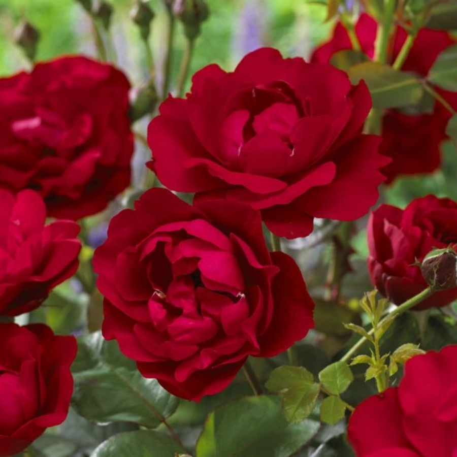 Роза штамбовая Нина Вейбул Роза штамбовая Нина Вейбул - Dolina-Sad.Ru