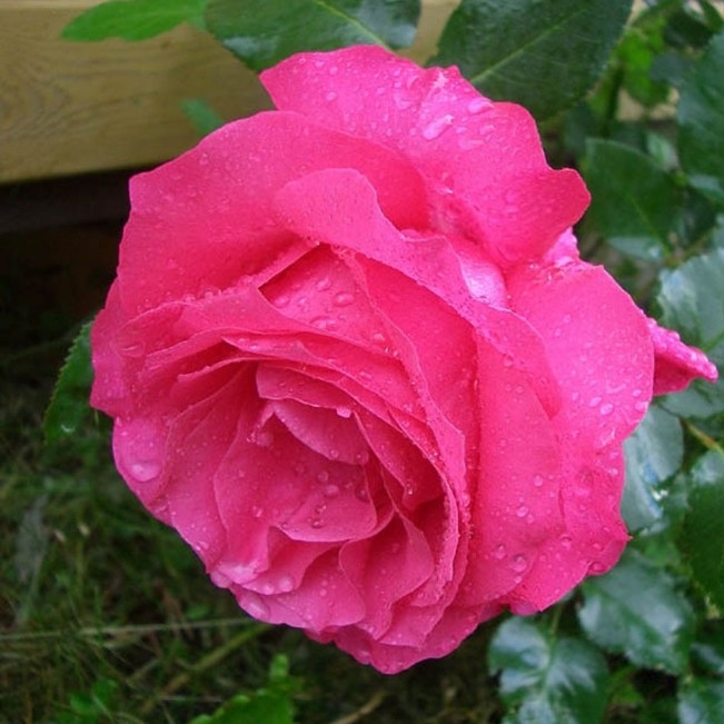 Роза Европа в горшке Роза Европа в горшке - Dolina-Sad.Ru