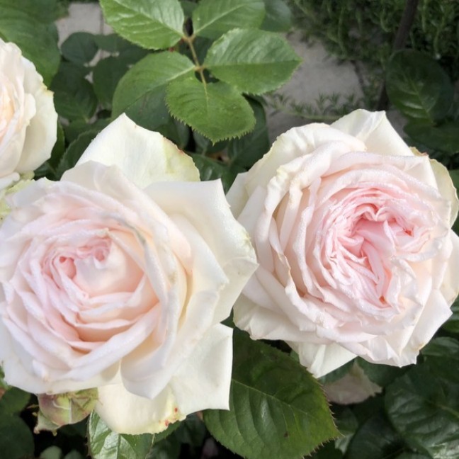 Роза Мадам Анизетт в горшке Роза Мадам Анизетт в горшке - Dolina-Sad.Ru