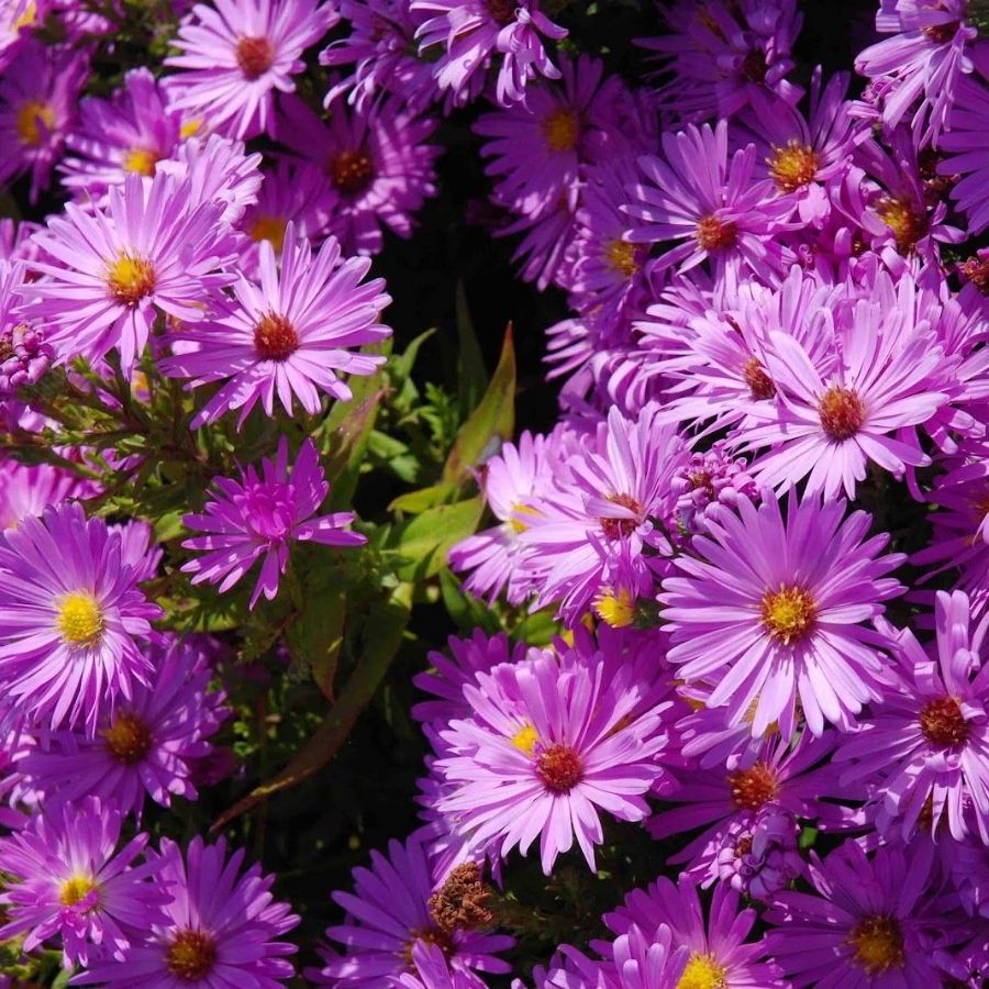 Астра кустарниковая Хербстгрусс вос Бруссурхоф - Dolina-Sad.Ru
