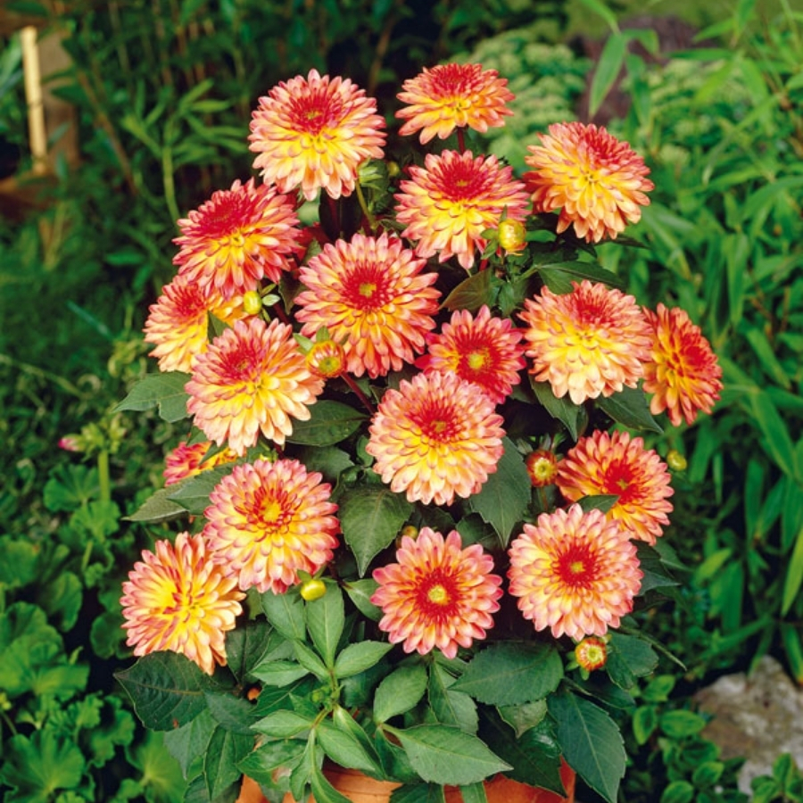 Георгина Делайт Глоу - Dolina-Sad.Ru