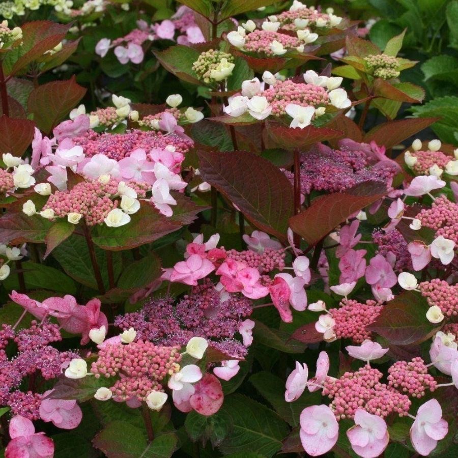 Гортензия пильчатая Дардевил, С3 - Dolina-Sad.Ru