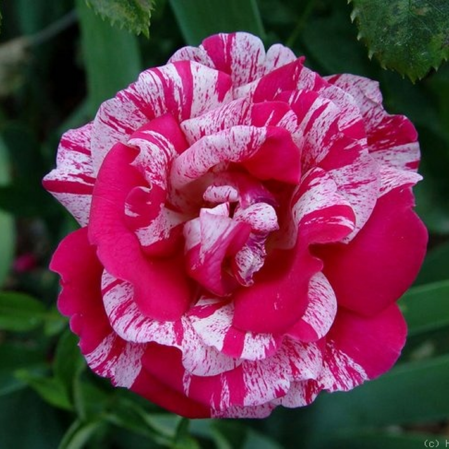 Роза штамбовая Папагено Роза штамбовая Папагено - Dolina-Sad.Ru