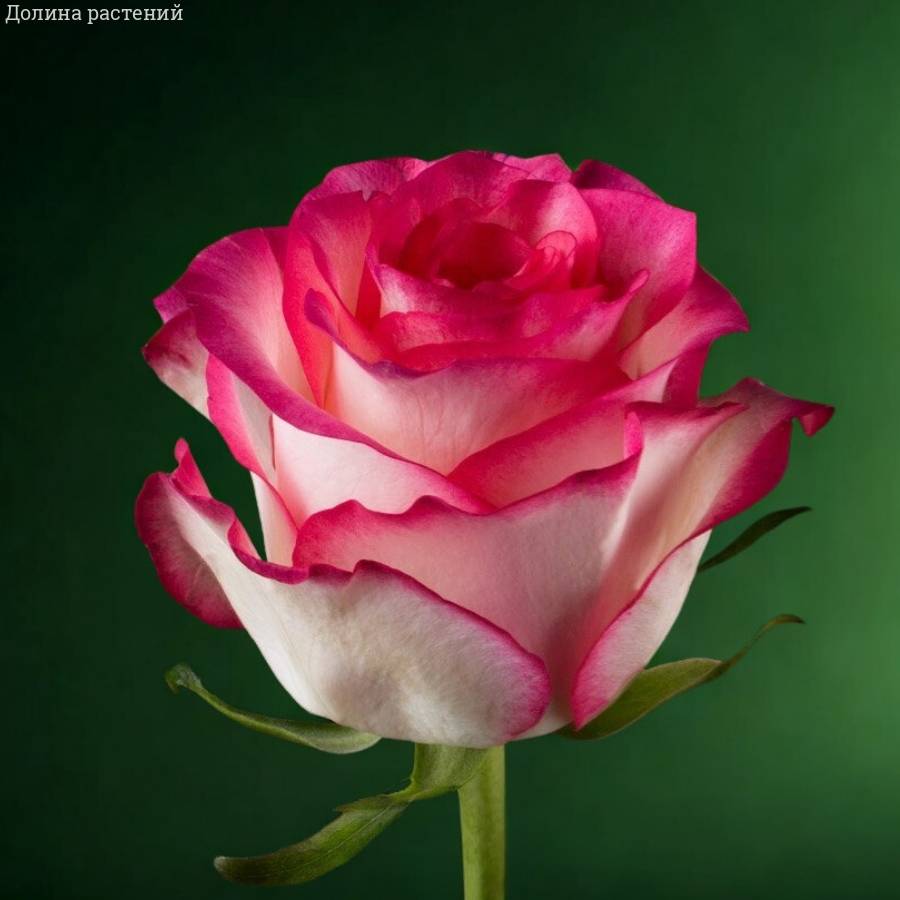 Роза Джумилия в горшке Роза Джумилия в горшке - Dolina-Sad.Ru