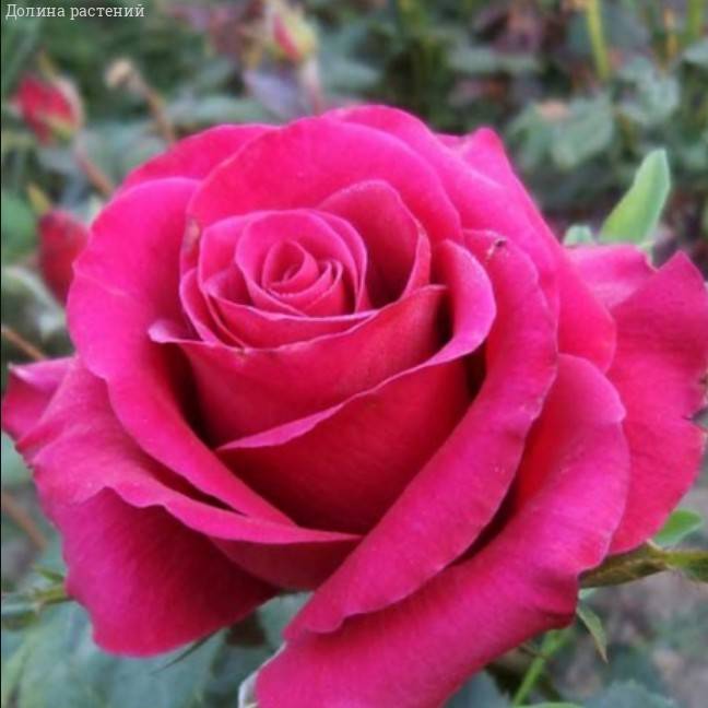 Роза Бабкина в горшке Роза Бабкина в горшке - Dolina-Sad.Ru
