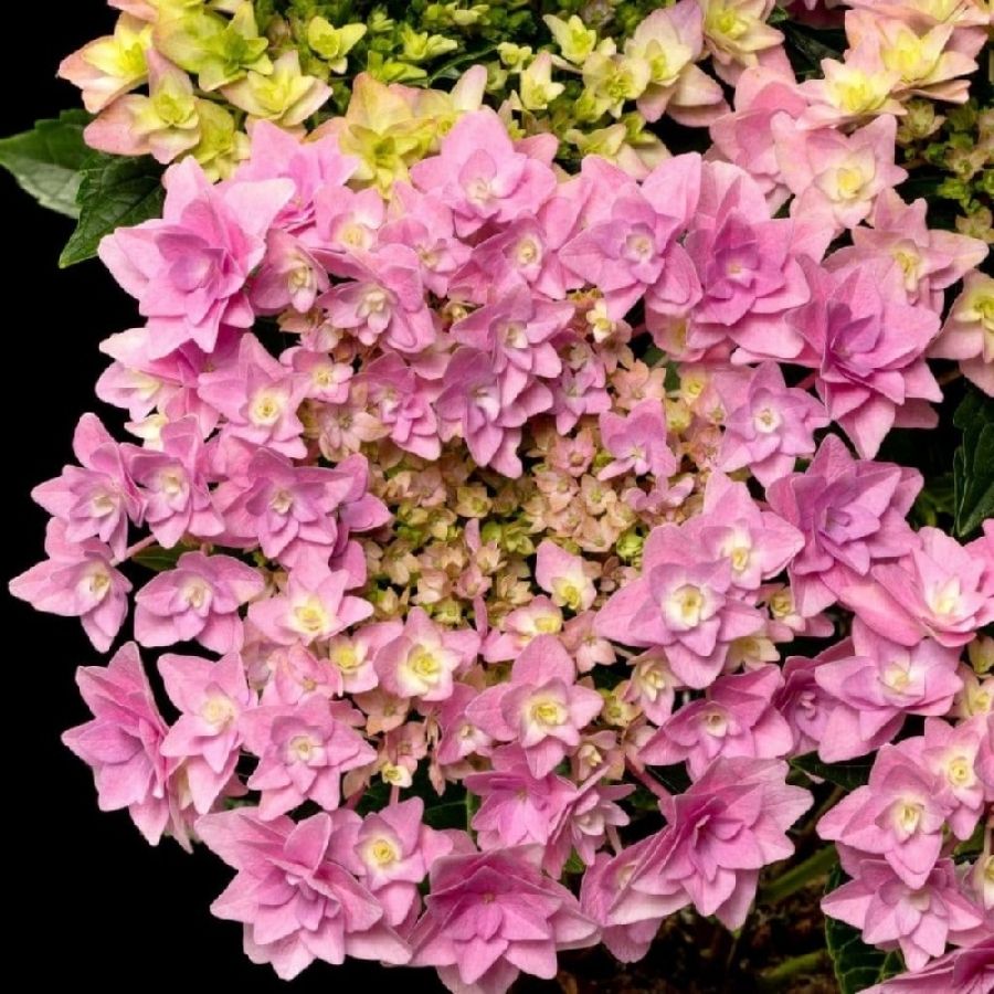 Гортензия крупнолистная Флориа, С2 - Dolina-Sad.Ru