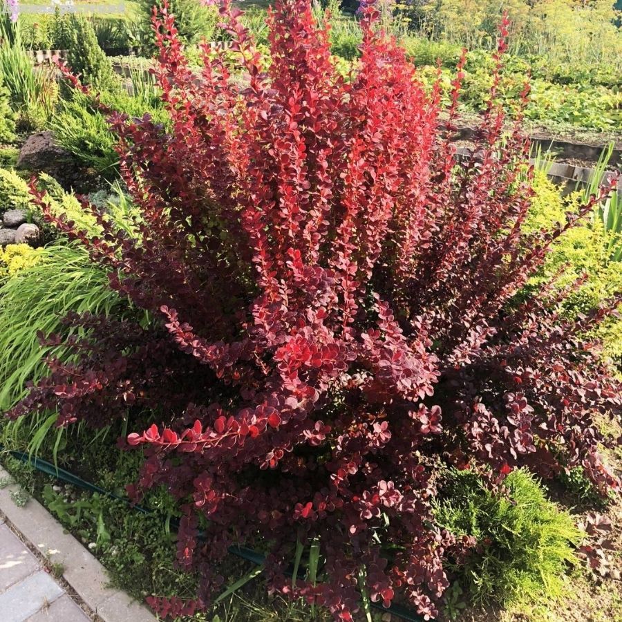 Барбарис Тунберга Оранж Санрайз, С3 - Dolina-Sad.Ru