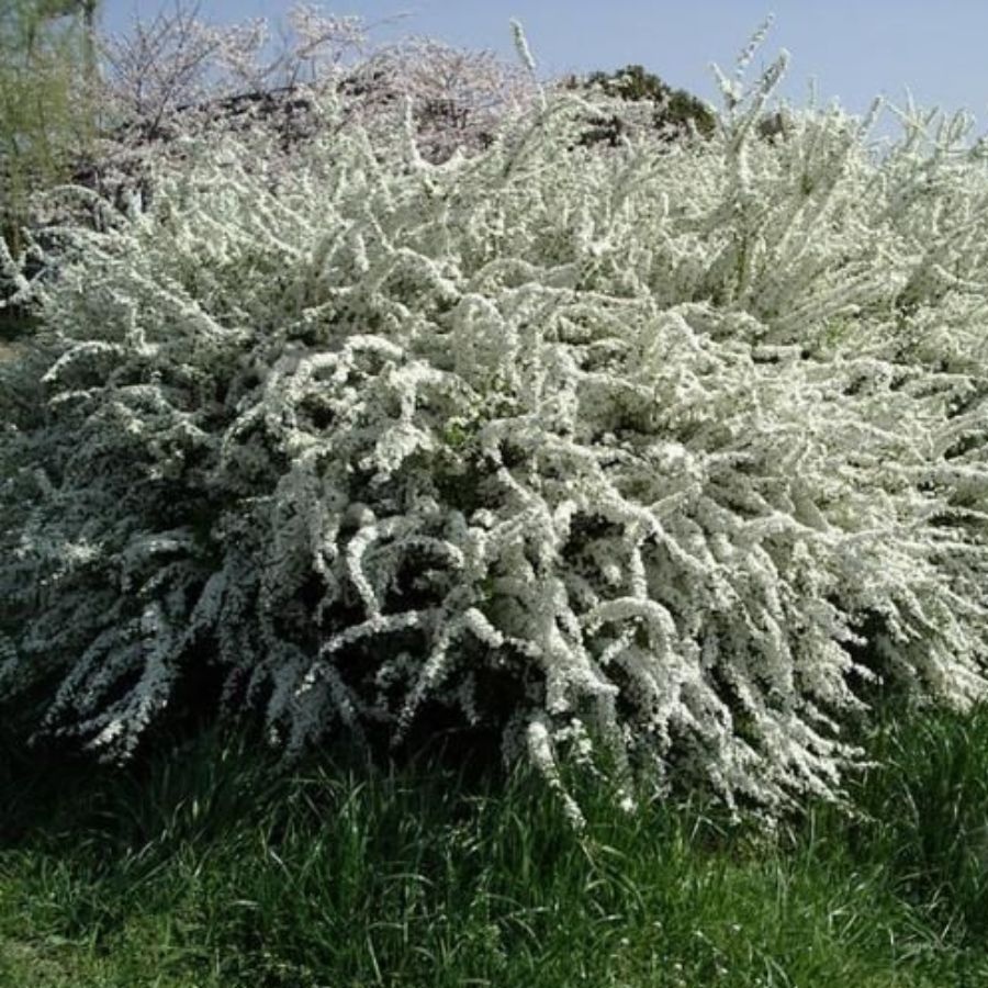 Спирея тунберга Спирея тунберга - Dolina-Sad.Ru