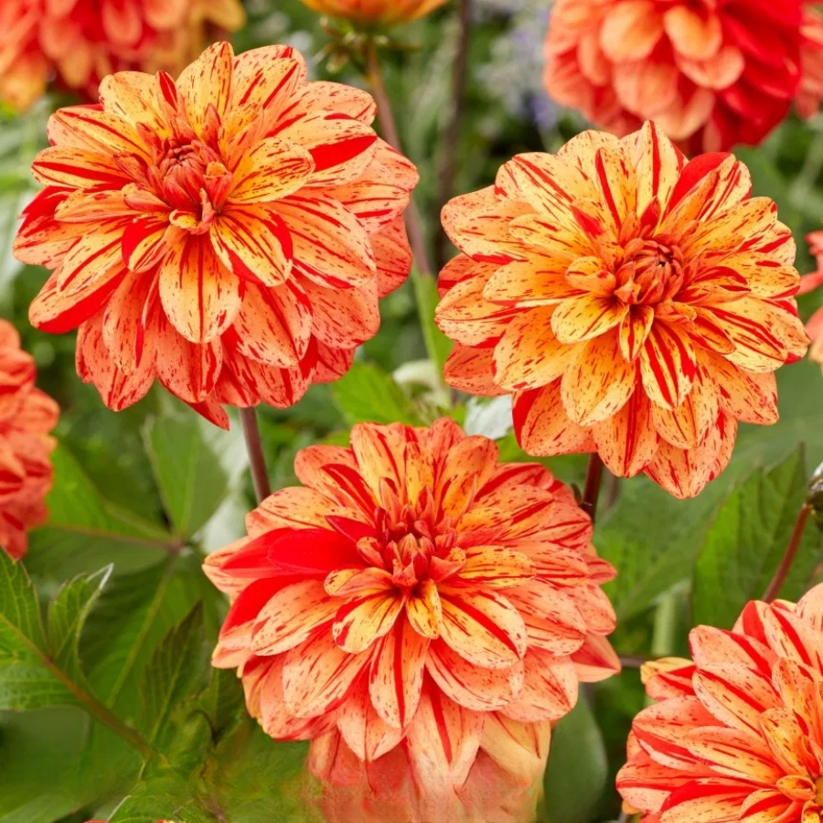 Георгина Пазолини Георгина Пазолини - Dolina-Sad.Ru