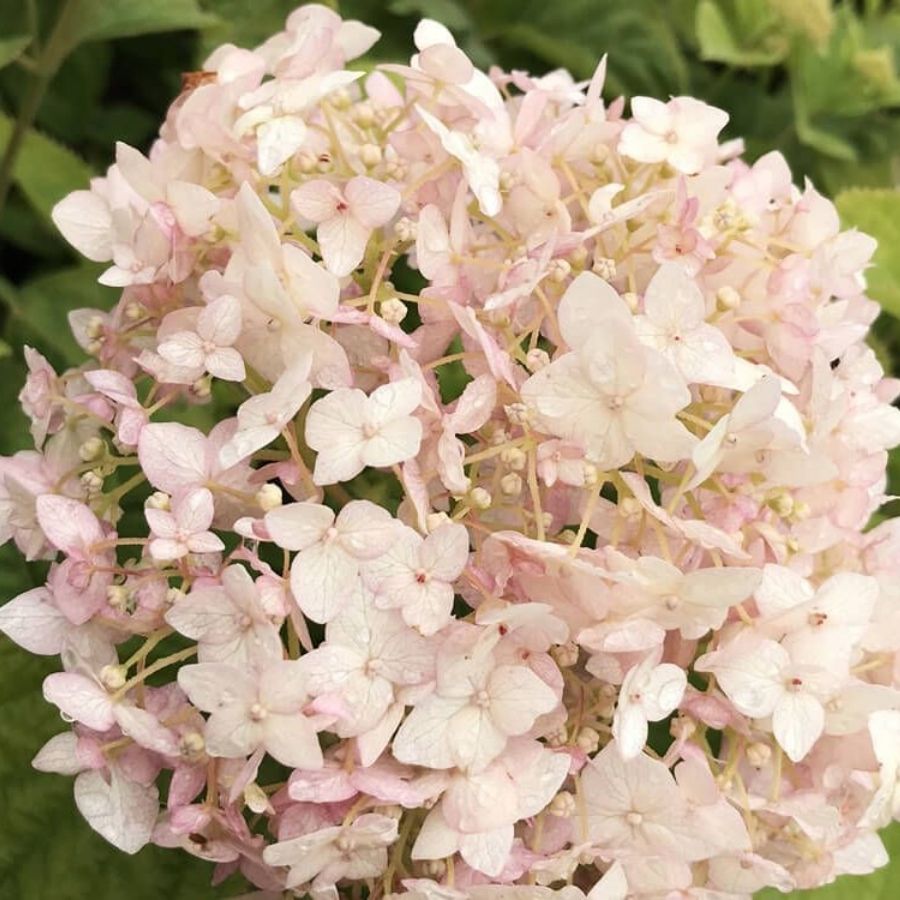 Гортензия древовидная Кэндибэль Маршмеллоу, С2 - Dolina-Sad.Ru