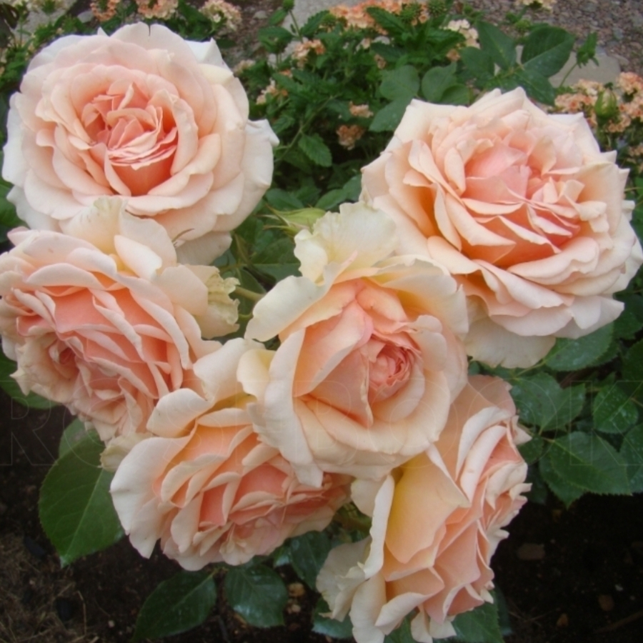 Роза Таити Роза Таити - Dolina-Sad.Ru