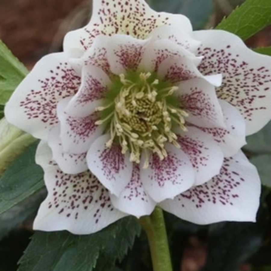 Морозник Дубль Вайт Спот Морозник Дубль Вайт Спот - Dolina-Sad.Ru