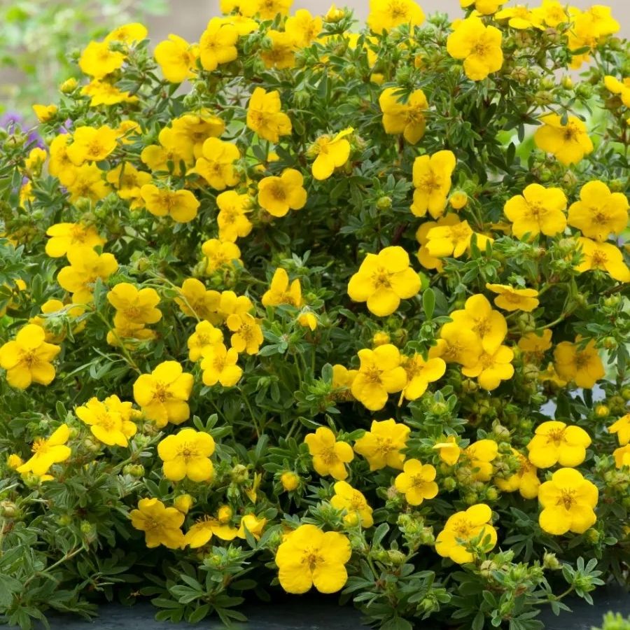 Лапчатка кустарниковая Голдстар, С3 Лапчатка кустарниковая Голдстар, С3 - Dolina-Sad.Ru