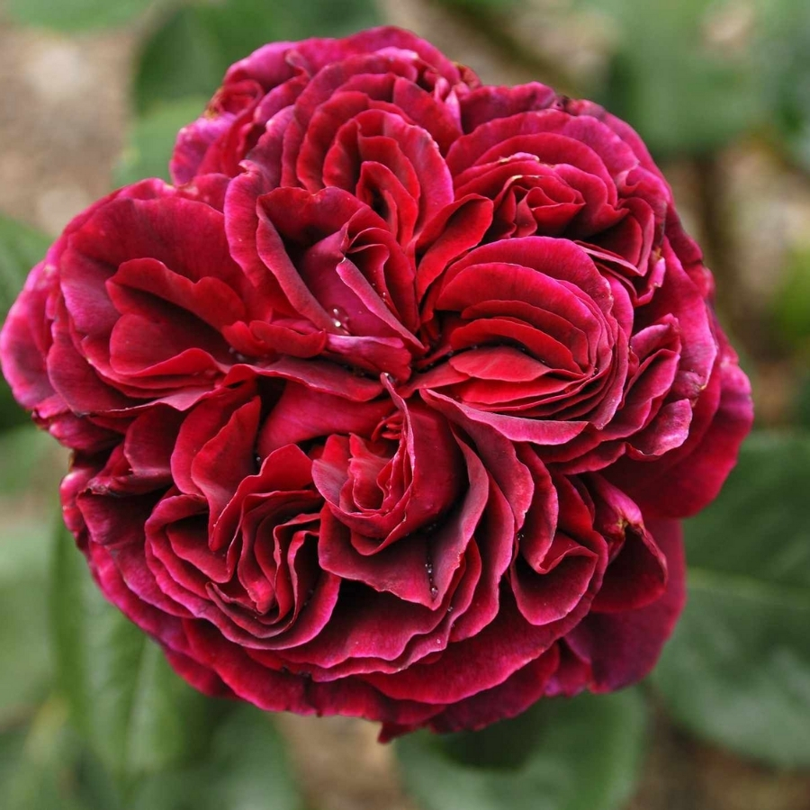 Роза Алфалоп Роза Алфалоп - Dolina-Sad.Ru