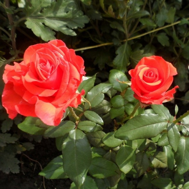 Роза Корветте в горшке - Dolina-Sad.Ru