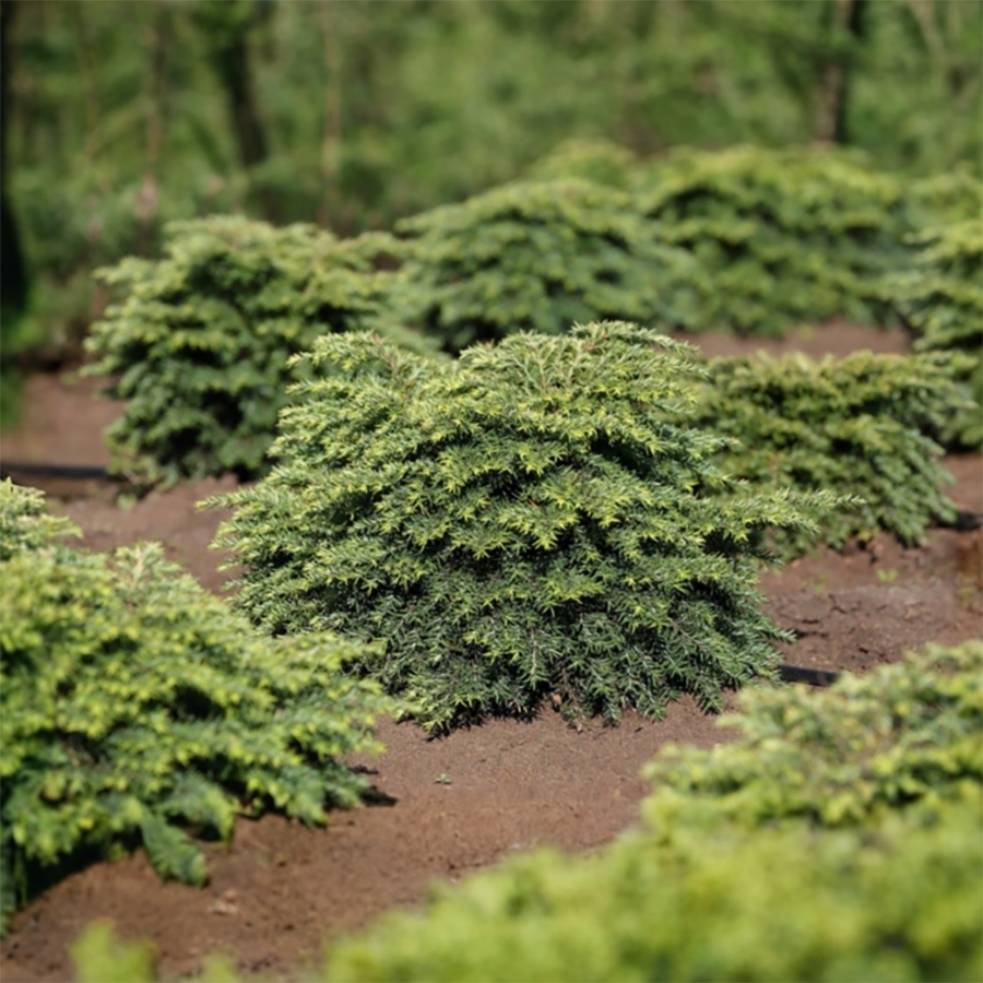 Тсуга канадская Литл Ниндзя Тсуга канадская Литл Ниндзя - Dolina-Sad.Ru