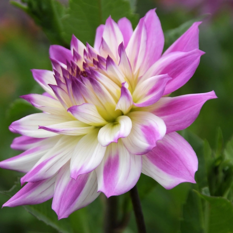 Георгина Фернклифф Иллюжн Георгина Фернклифф Иллюжн - Dolina-Sad.Ru