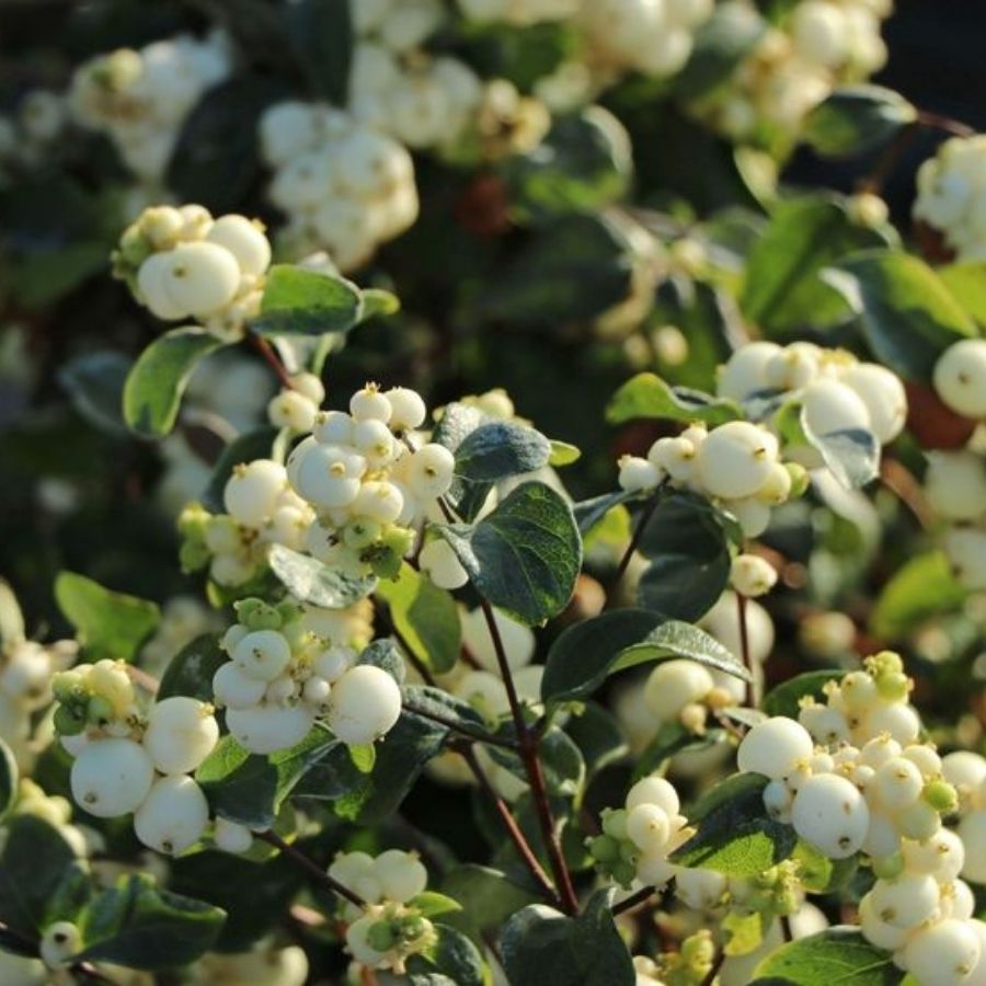 Снежноягодник Вайт Хедж, С2 - Dolina-Sad.Ru