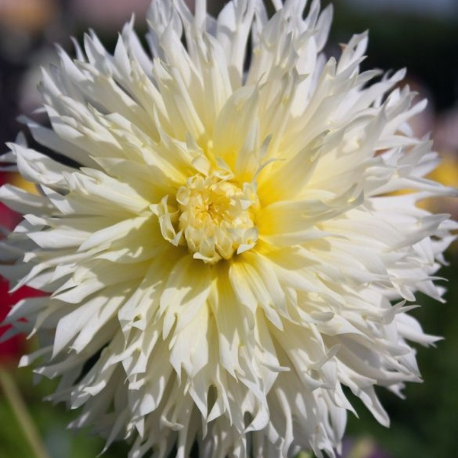 Георгина Айс Кристал Георгина Айс Кристал - Dolina-Sad.Ru