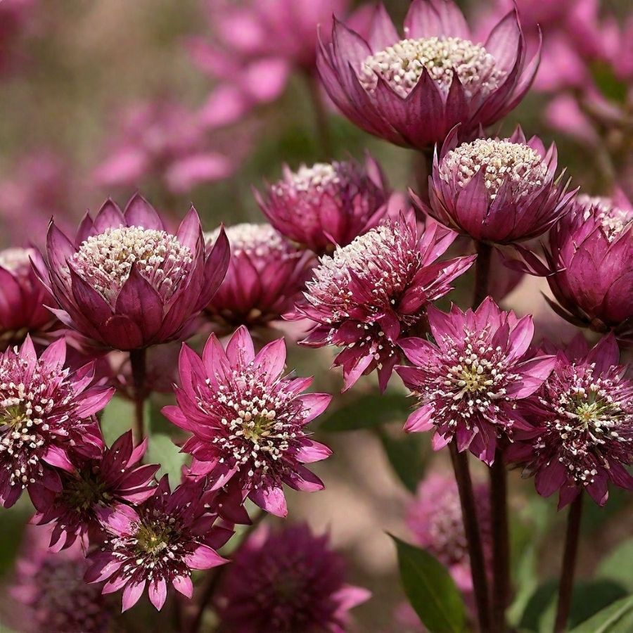 Астранция крупная Ларс Астранция крупная Ларс - Dolina-Sad.Ru