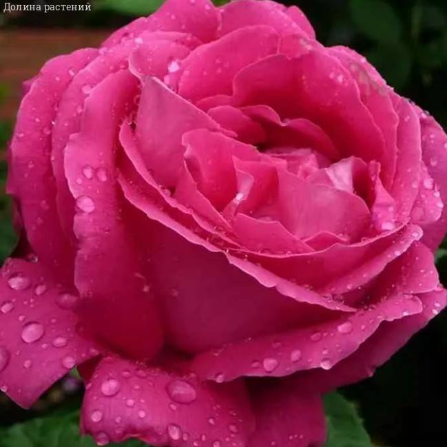 Роза Европа в горшке Роза Европа в горшке - Dolina-Sad.Ru