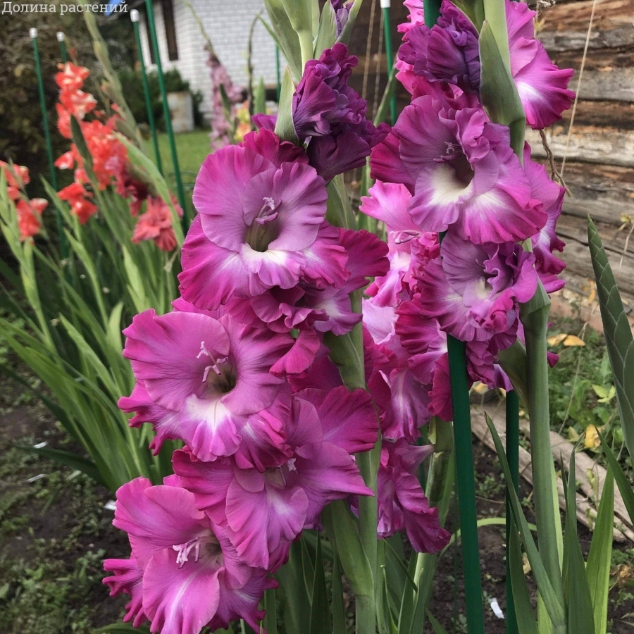 Гладиолус Наблус - Dolina-Sad.Ru
