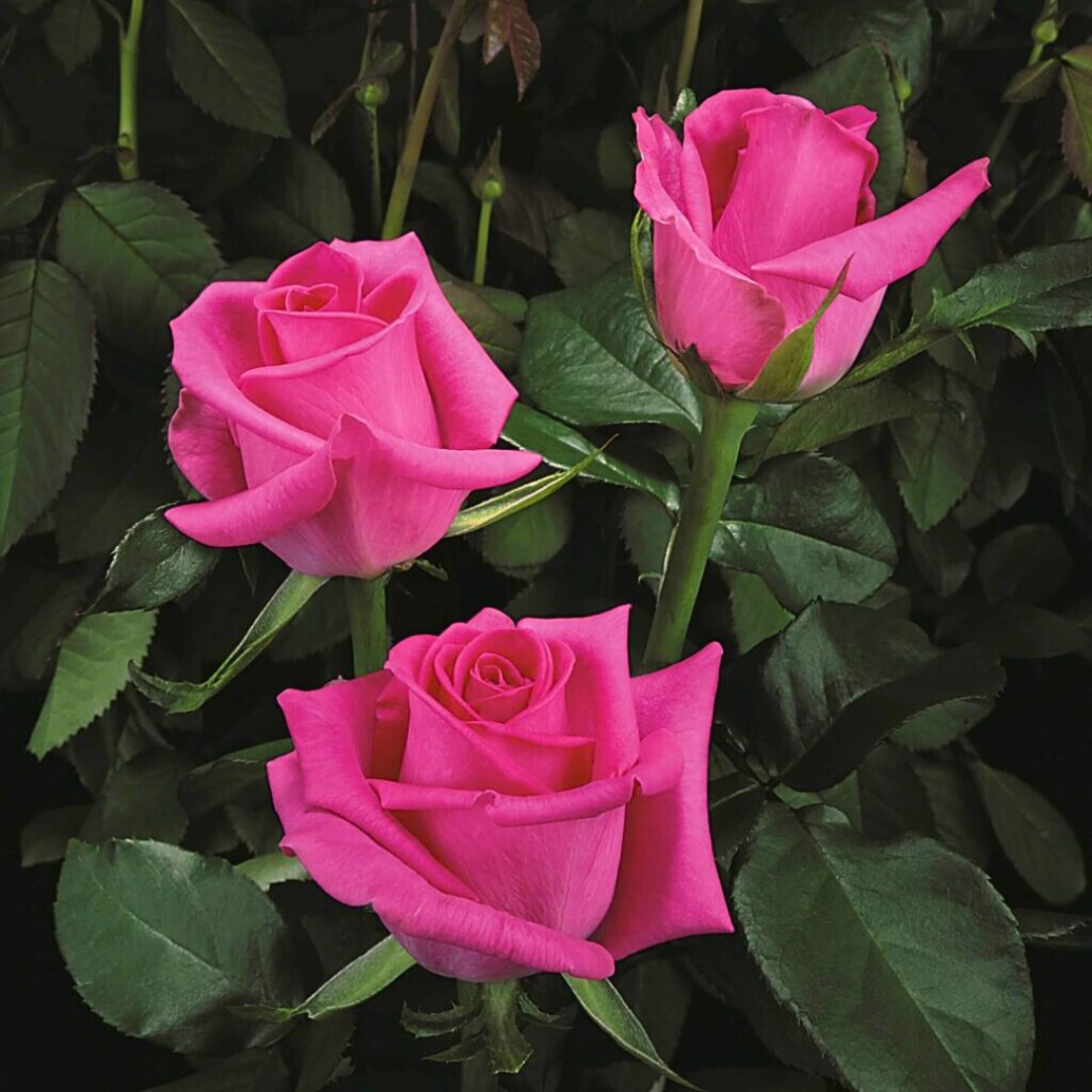 Роза Равель в горшке - Dolina-Sad.Ru