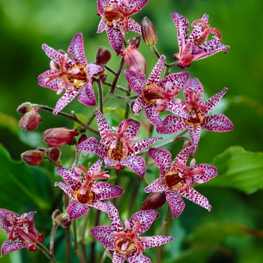 Трициртис формозский Дарк Бьюти Трициртис формозский Дарк Бьюти - Dolina-Sad.Ru