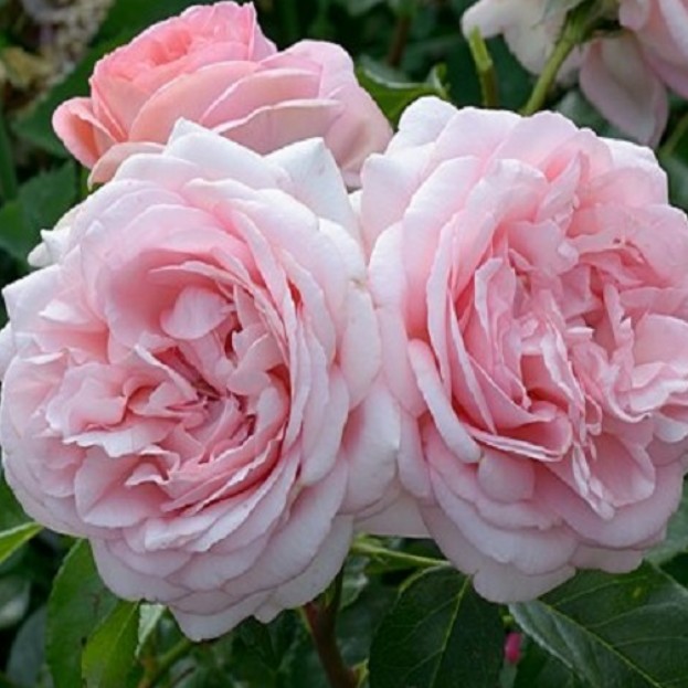 Роза Вояж в горшке - Dolina-Sad.Ru