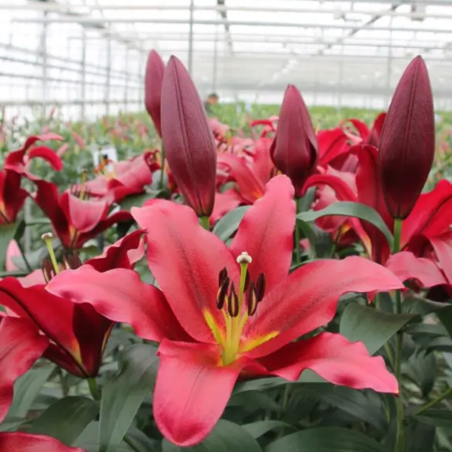 Лилия Ластинг Лов Лилия Ластинг Лов - Dolina-Sad.Ru