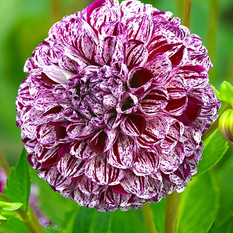 Георгина Марбл Балл Георгина Марбл Балл - Dolina-Sad.Ru