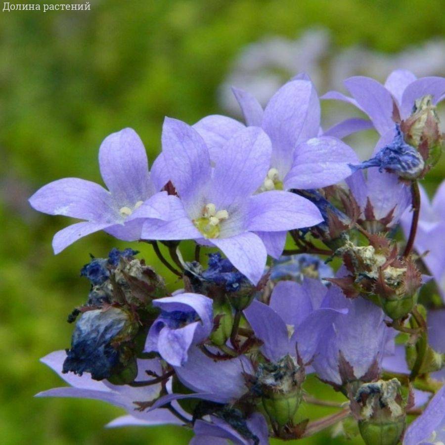 Колокольчик молочноцветковый Пуфф Колокольчик молочноцветковый Пуфф - Dolina-Sad.Ru