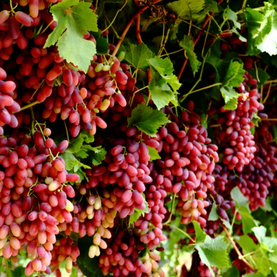 Виноград Кримссон - Dolina-Sad.Ru