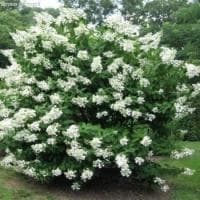 Гортензия метельчатая Юник фото