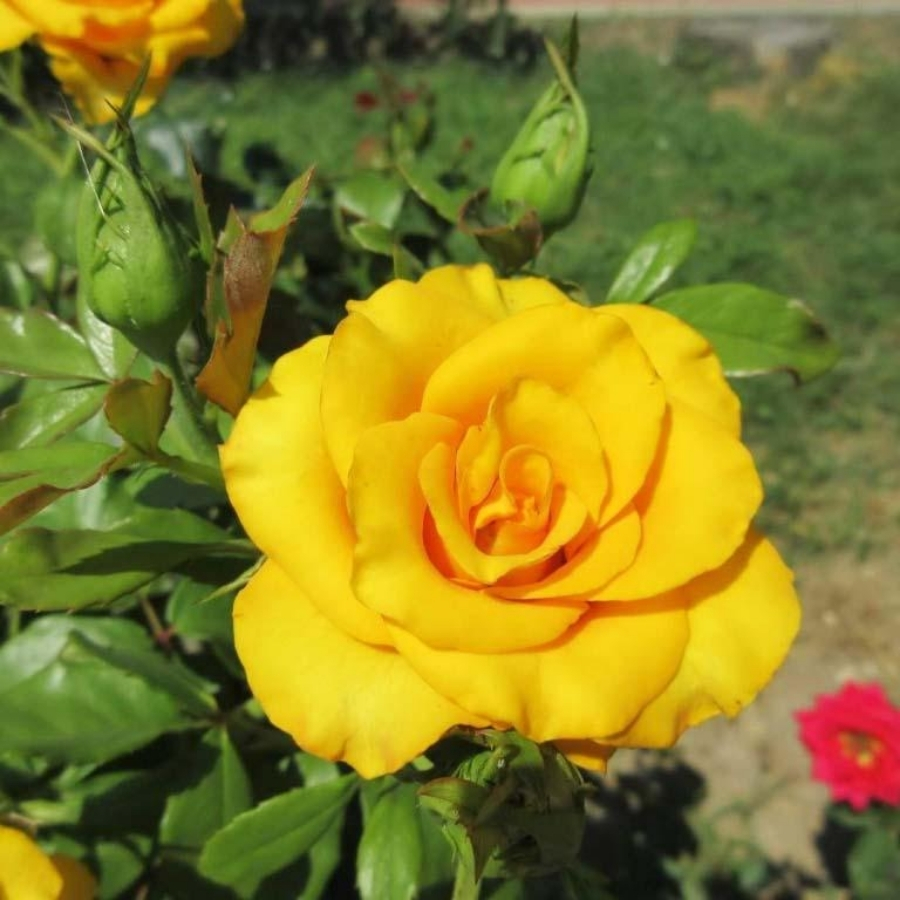 Роза Саммер - Dolina-Sad.Ru