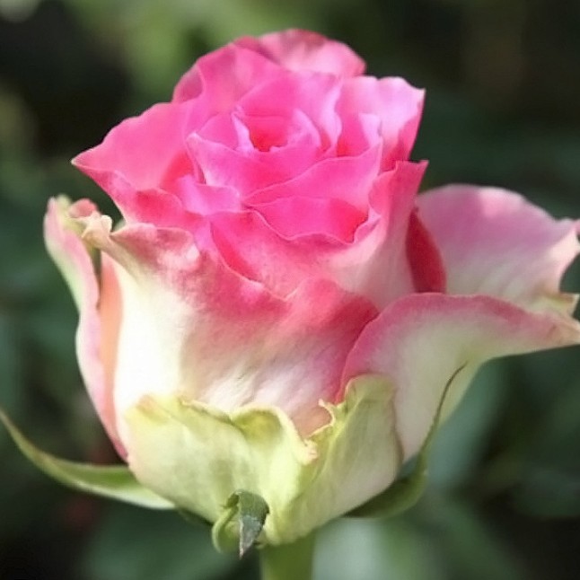 Роза Малибу в горшке - Dolina-Sad.Ru