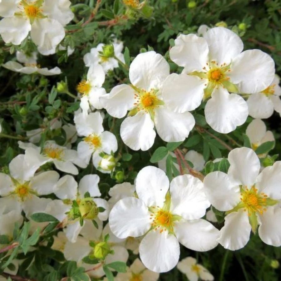 Лапчатка кустарниковая Сноуфлейк, С3 - Dolina-Sad.Ru