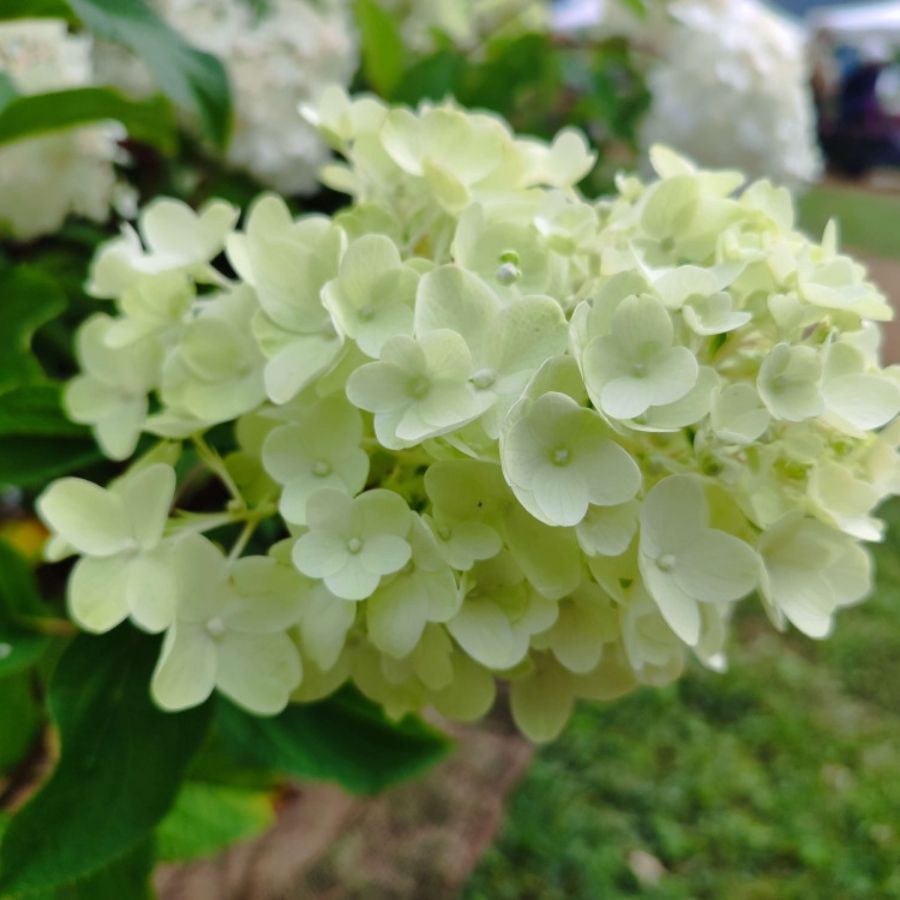 Гортензия метельчатая Сильвер Доллар, С3 - Dolina-Sad.Ru