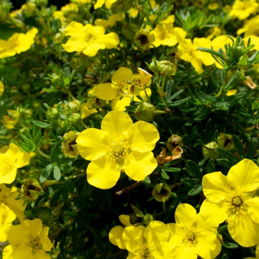 Лапчатка кустарниковая Голдстар, С3 Лапчатка кустарниковая Голдстар, С3 - Dolina-Sad.Ru