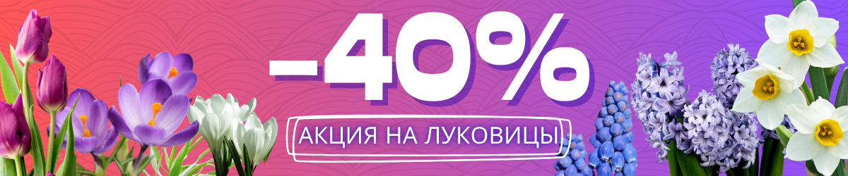 акция на луковицы акция на луковицы