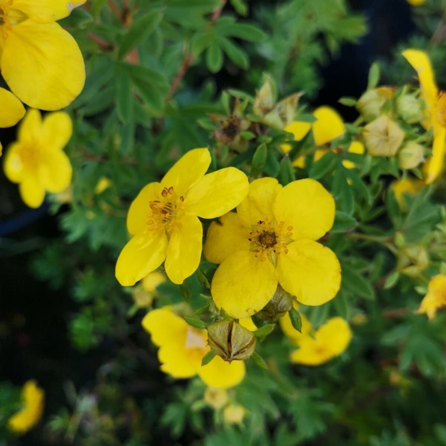 Лапчатка кустарниковая Голдстар, С3 Лапчатка кустарниковая Голдстар, С3 - Dolina-Sad.Ru