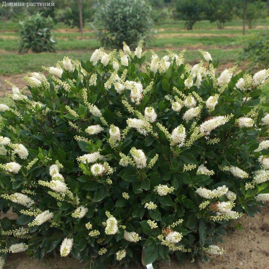 Клетра ольхолистная, С2 - Dolina-Sad.Ru