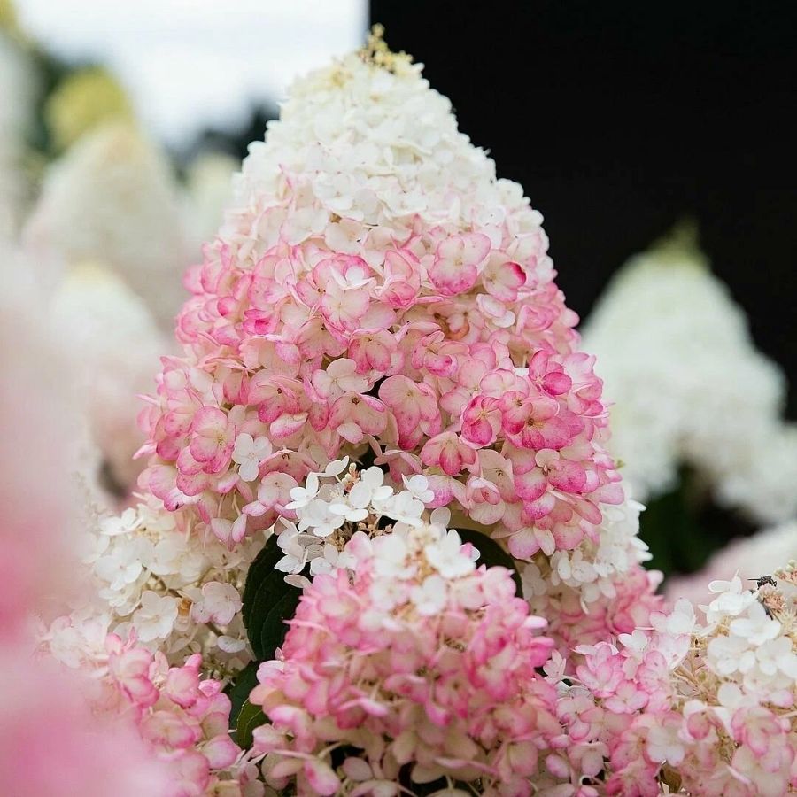 Гортензия метельчатая Стробери Блоссом, С3 - Dolina-Sad.Ru