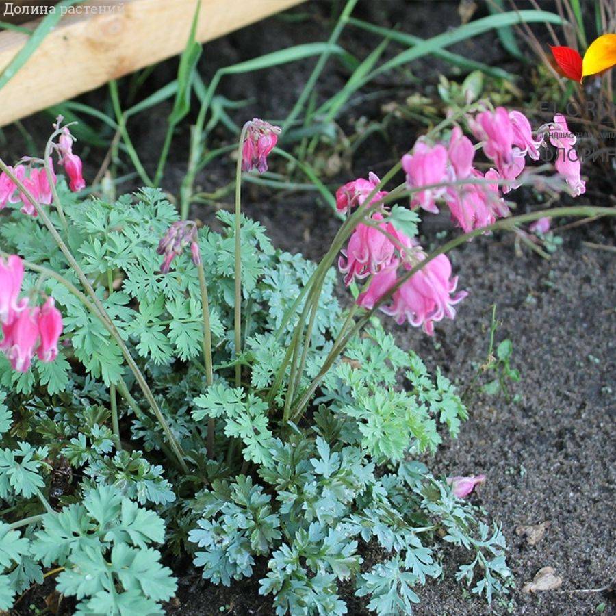 Дицентра формоза Адриан Блум - Dolina-Sad.Ru