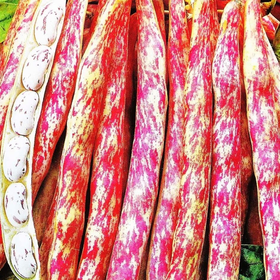 Фасоль Вьющаяся Ламбада Фасоль Вьющаяся Ламбада фото