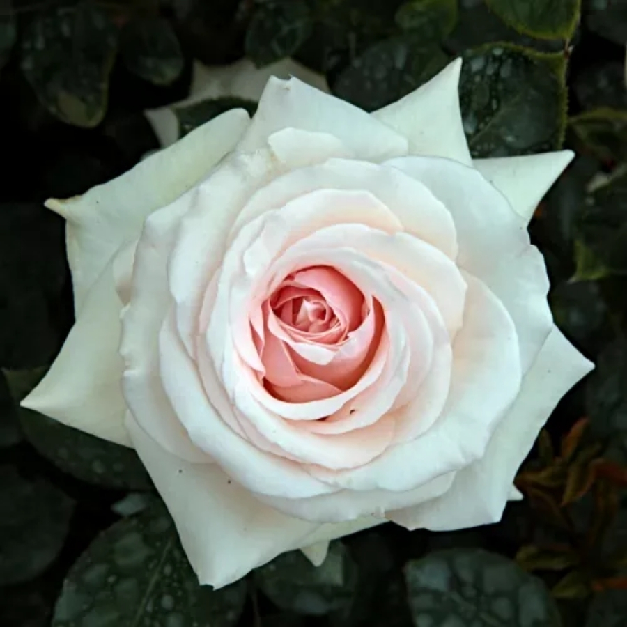 Роза штамбовая Шванензе Роза штамбовая Шванензе - Dolina-Sad.Ru