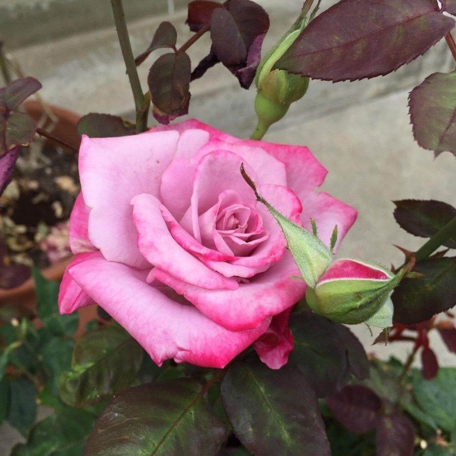 Роза Парадайз в горшке - Dolina-Sad.Ru