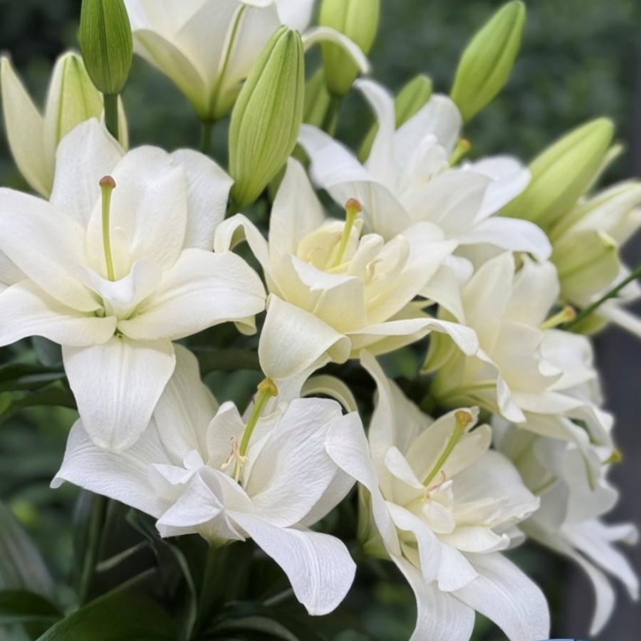 Лилия Бельведер - Dolina-Sad.Ru